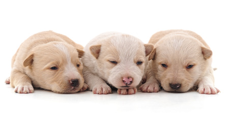 Three beautiful puppies isolated on a white background.の写真素材