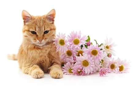 Red kitten and chamomile isolated on a white background.の写真素材