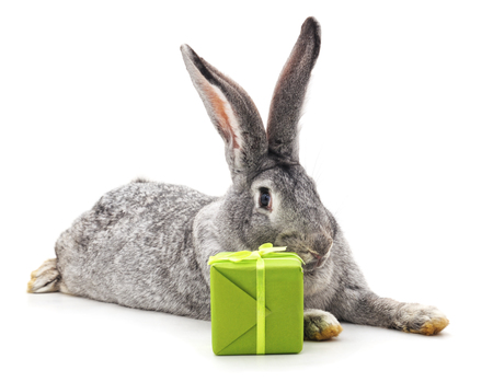 Grey rabbit and gift isolated on a white background.の写真素材