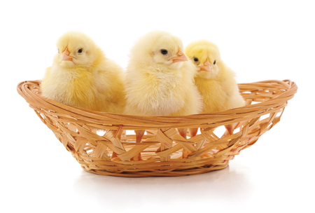 Chicken in a basket isolated on a white background.の写真素材