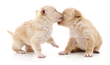 Two cute puppies isolated on a white background.