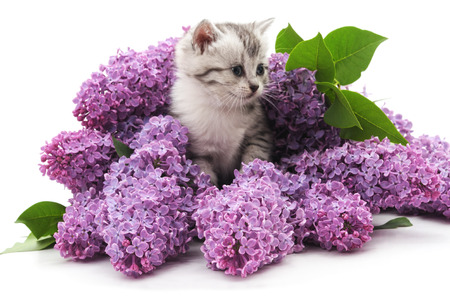 Cat and flowers isolated on a white background.の写真素材