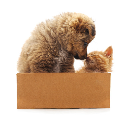 Kittens and puppy in a box isolated on white background.の写真素材