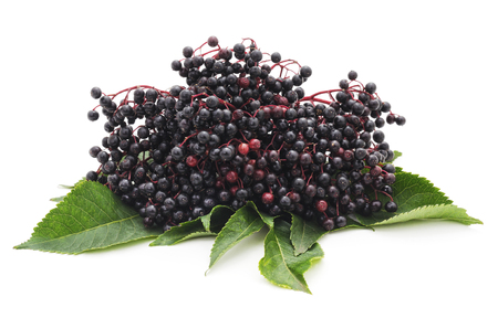 Black elderberry fruit isolated on a white background.の写真素材