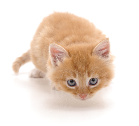 Beautiful red kitten isolated on a white background.の写真素材