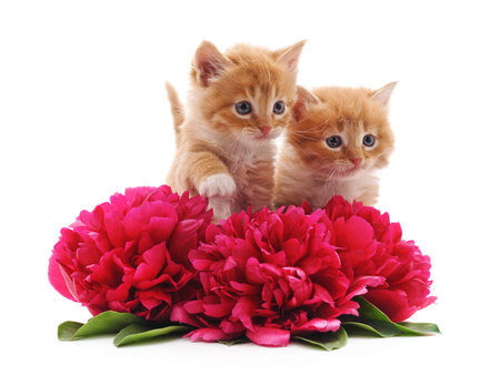 Brown kittens and flowers isolated on a white background.の写真素材