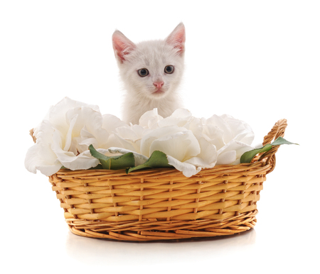 White peonies and red cat isolated on a white background.の写真素材
