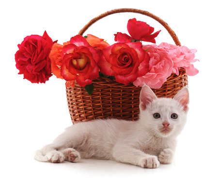 Kitten near the basket with flowers isolated on white background.の写真素材