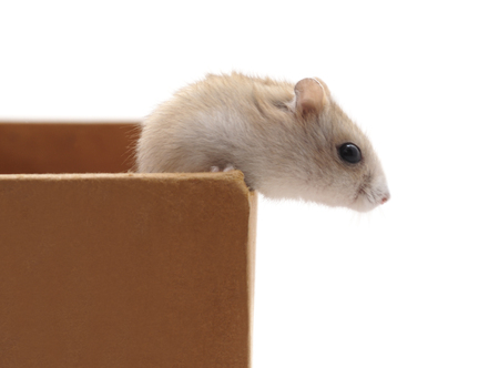 Hamster in a box isolated on a white background.の写真素材