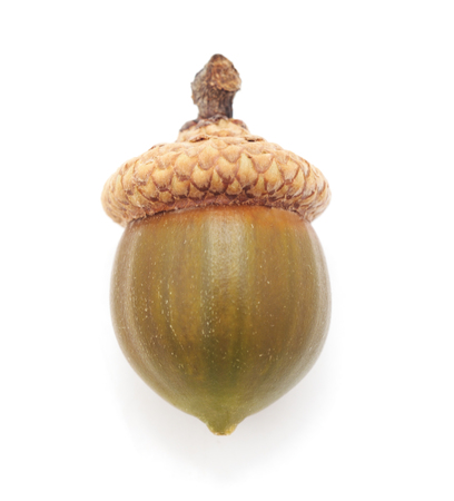 One great acorn isolated on a white background.の写真素材