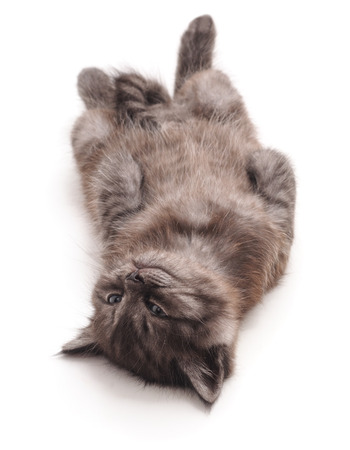 Small kitty that lies isolated on white background.の写真素材