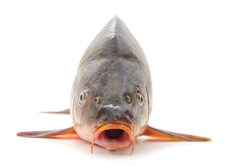 One raw fish isolated on a white background.の写真素材