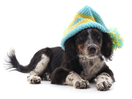 Dog in cap isolated on a white background.