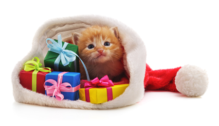 Kitten with Christmas gifts isolated on a white background.の写真素材
