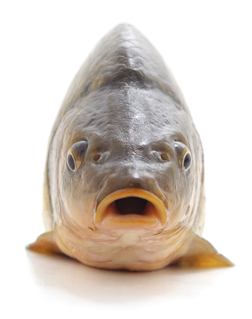 Big fresh carp isolated on a white background.の写真素材