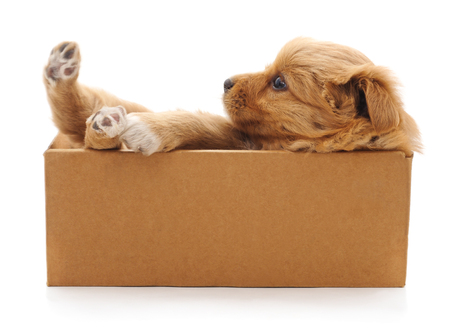 Brown puppy in a box isolated on white background.の写真素材