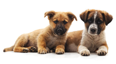 Two red dogs isolated on a white background.