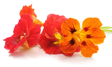 Four red nasturtiums isolated on a white background.の写真素材