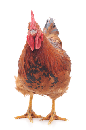 One red cock isolated on a white background.の写真素材
