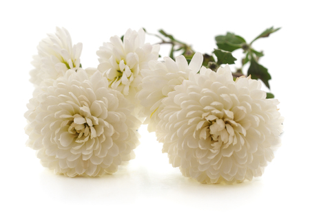 Bouquet of white chrysanthemums isolated on a white background.の写真素材