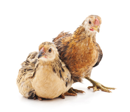 Two yellow little chickens isolated on a white background.の写真素材