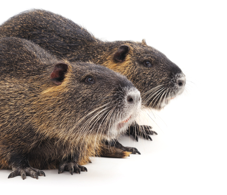 Two big nutria isolated on a white background.の写真素材