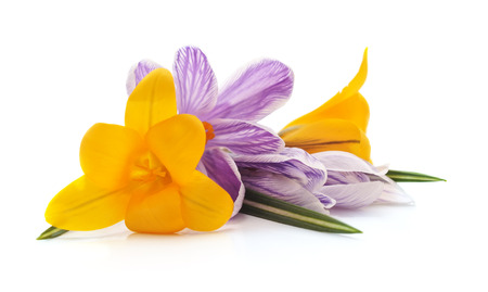 Bouquet of spring crocuses isolated on a white background.の写真素材