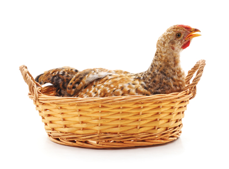 Chicken in the basket isolated on a white background.の写真素材