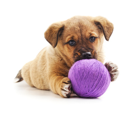 Small puppy with ball isolated on a white background.の写真素材