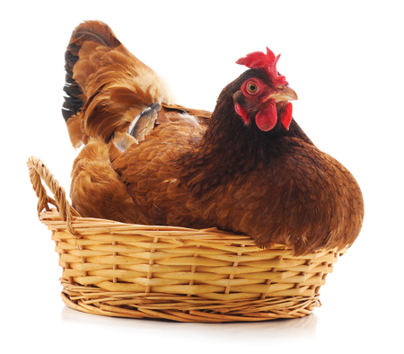 Chicken on the basket isolated on white background.の写真素材