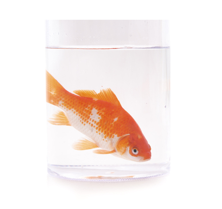 One goldfish fish in a glass isolated on a white background.の写真素材