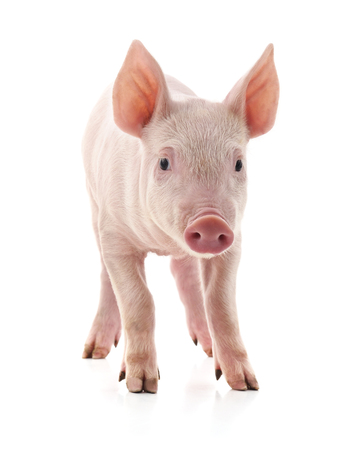 Little pink pig isolated on white background.の写真素材