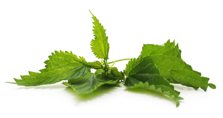 Bush green nettle isolated on a white background.の写真素材