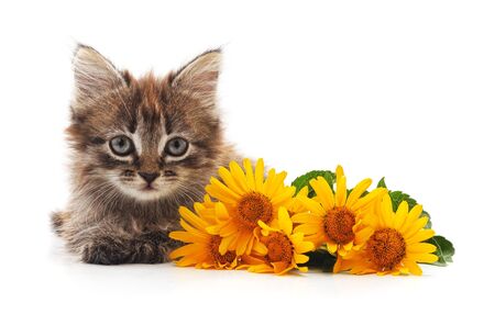 Kitten with daisies isolated on a white background.の写真素材