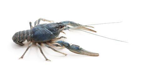 Blue river cancer isolated on a white background.の写真素材