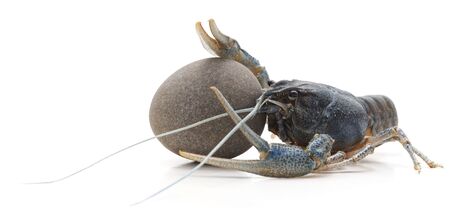 White crayfish on the stone isolated on a white background.の写真素材