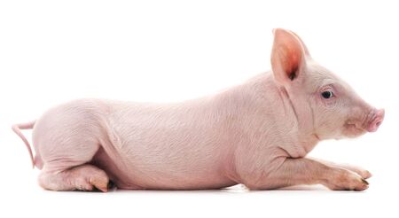 Little pink pig isolated on white background.の写真素材