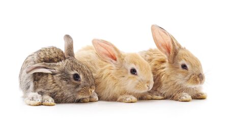 Three small rabbits isolated on a white background.の写真素材