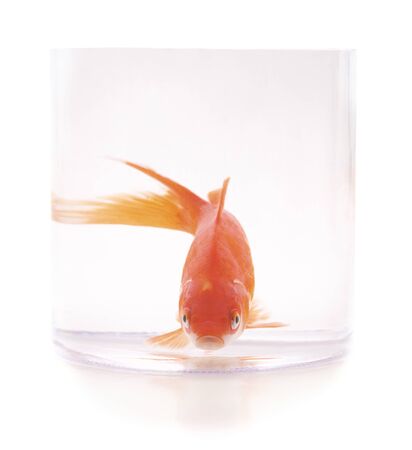 One goldfish fish in a glass isolated on a white background.の写真素材