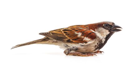 One little sparrow isolated on a white background.の写真素材