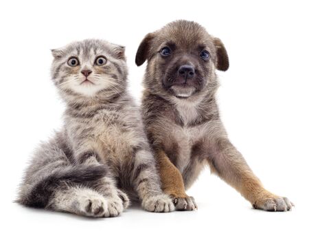 Puppy and kitten isolated on a white background.の写真素材