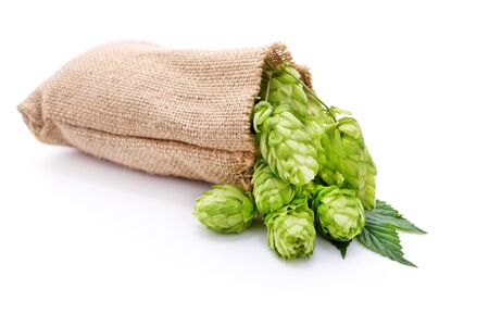 Scattered Hop Cones isolated on a white background.の写真素材