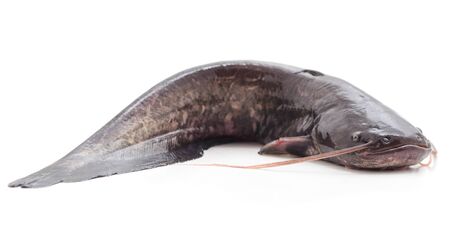 One wild catfish isolated on a white background.の写真素材