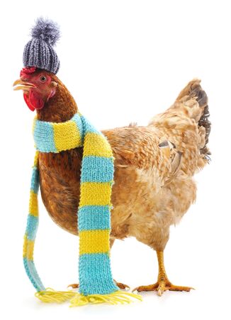 Chicken in a scarf isolated on a white background.の写真素材