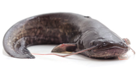 なまずの写真 イラスト素材一覧 11 036件 ストックフォトのamanaimages Plus