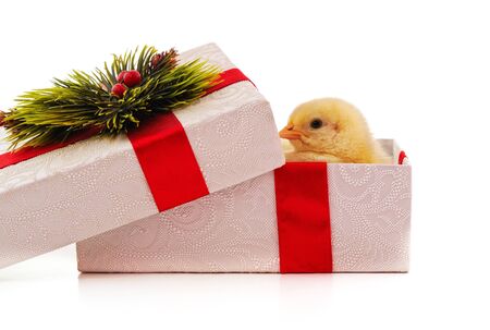 Little chicken in a box isolated on a white background.の写真素材
