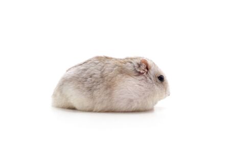White little hamster isolated on white background.の写真素材