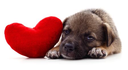 Puppy and heart isolated on a white background.の写真素材