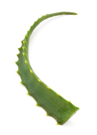 One leaf of aloe isolated on a white background.の写真素材