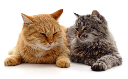 Gray and red cat isolated on a white background.